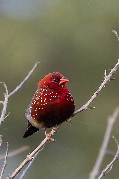 File:Red Avadavat1.jpg