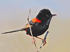 Red-backed easeltail (Malurus melanocephalus)