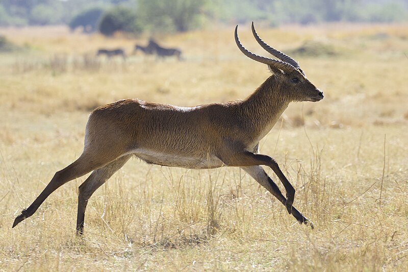 File:Red Lechwe (Kobus leche) (45580604142).jpg