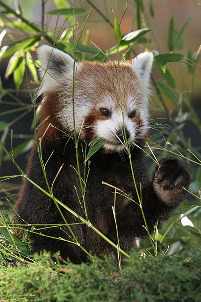 File:Red Panda (4030455472).jpg