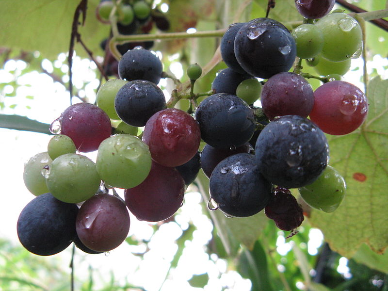 File:Redgrape with dew.JPG