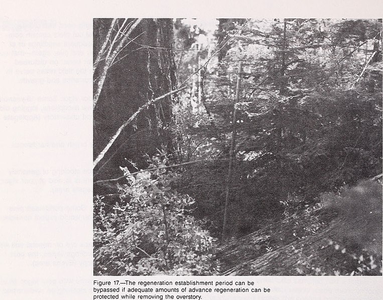 File:Regeneration outlook on BLM lands in the Siskiyou Mountains (1986) (20387324729).jpg