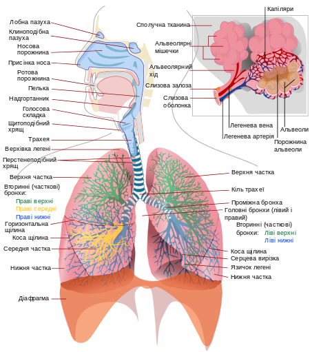 Tập_tin:Respiratory_system_complete_uk.svg