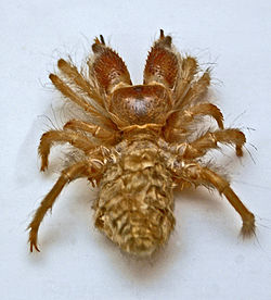Rhagodidae - Rhagodeya species.JPG