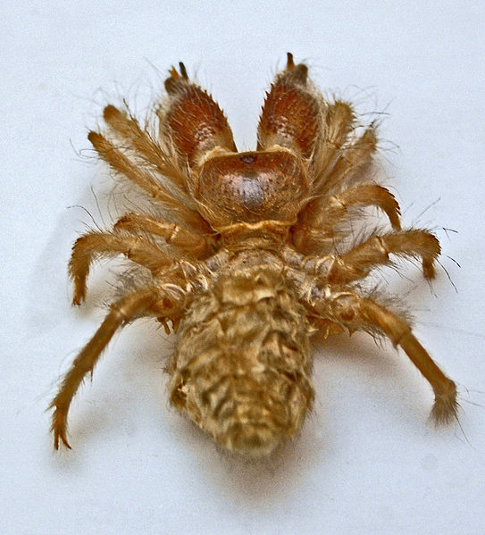 File:Rhagodidae - Rhagodeya species.JPG