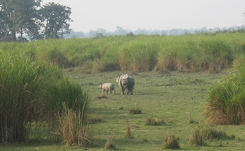 File:Rhino - mother and calf.jpg