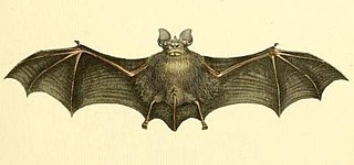 <span class="mw-page-title-main">Geoffroy's horseshoe bat</span> Species of bat