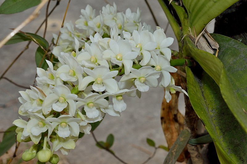 File:Rhynchostylis gigantea var. alba 白狐狸尾蘭 (33411818466).jpg