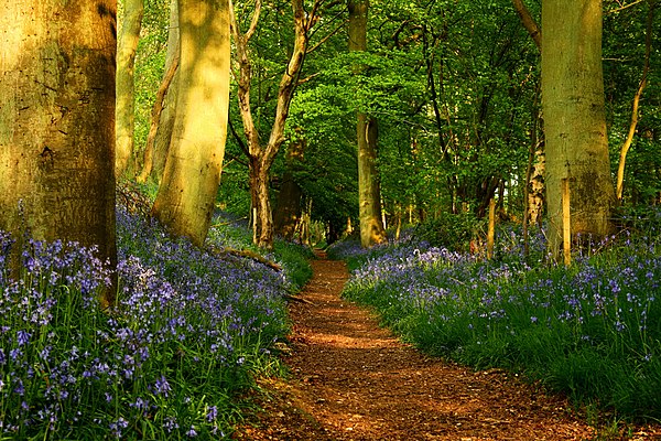 The Ridgeway National Trail on Grim's Ditch near Mongewell