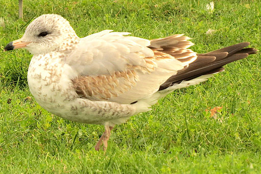 Ring-billed Gull, first winter plumage, Ottawa