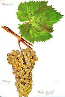 Rkatsiteli Type of grape