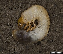 a picture of a European Chafer larva on dirt