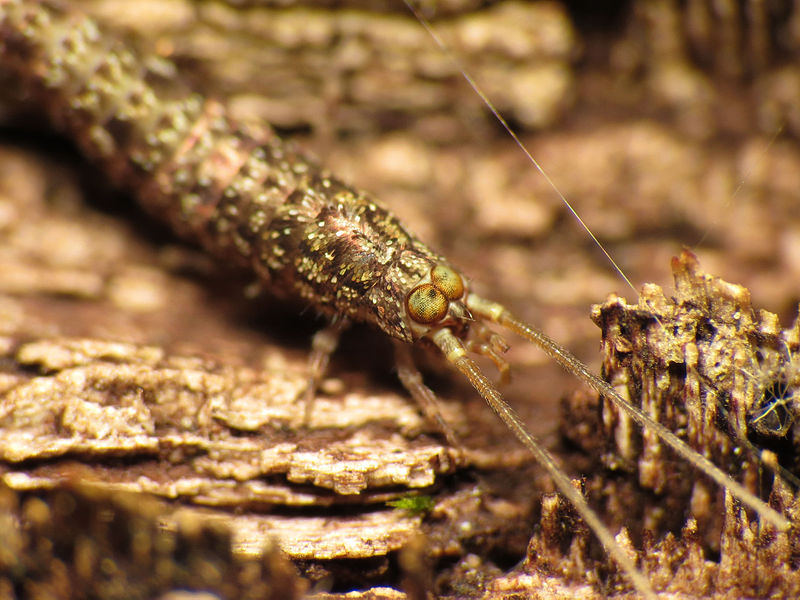 File:Rock Bristletail (15320475767).jpg