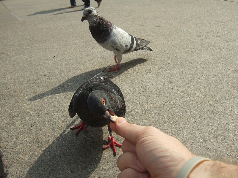 File:Rock Dove eating out of human hand.jpg