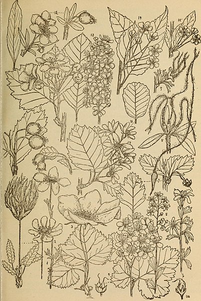 File:Rocky Mountain flowers - an illustrated guide for plant-lovers and plant-users (1920) (14598286079).jpg