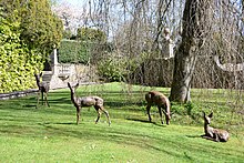 Roe Deer sculptures in a natural setting Roe Deer by Hamish Mackie.jpeg