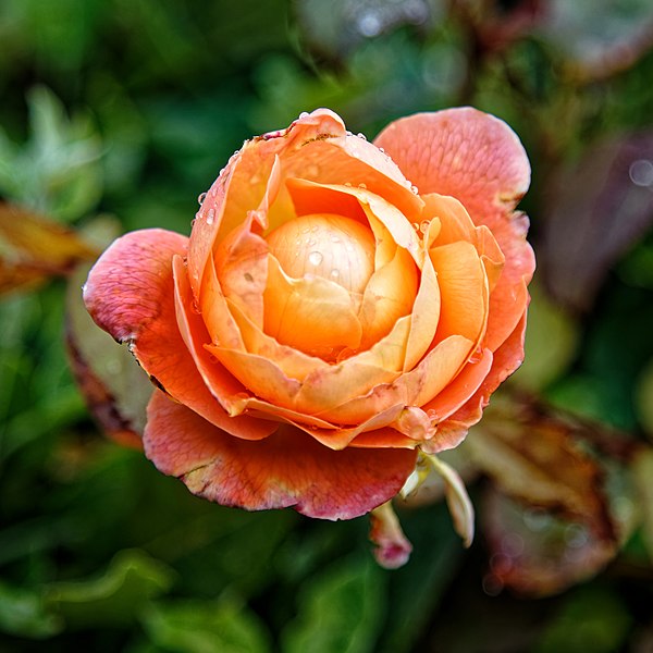 File:Rosa 'Lady Emma Hamilton' in Nuthurst West Sussex England 3.jpg