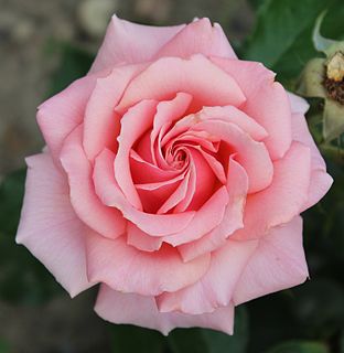 <i>Rosa</i> Tournament of Roses