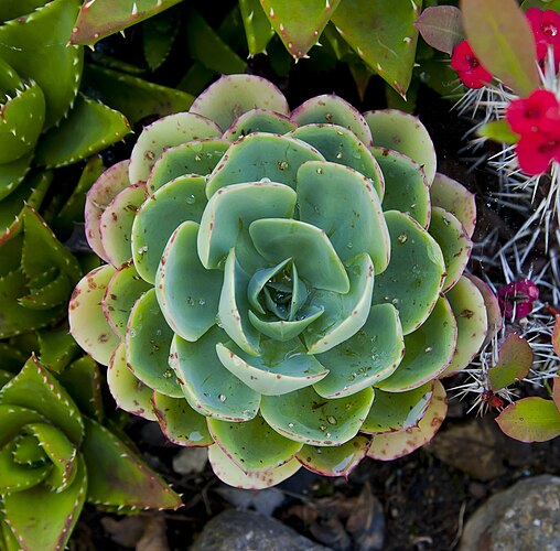 Эхеверия изящная (Echeveria elegans), гора Сан-Фелипе, Сетубал, Португалия