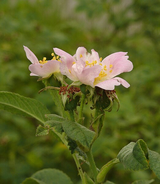 File:Rosa tomentosa 260611.JPG