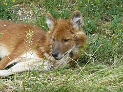 Где обитают красные волки. Красный волк cuon Alpinus. Cuon Alpinus Alpinus. Красный волк cuon Alpinus ареал. Китайский рыжий волк.