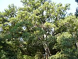 Roure cerrioide del parc de la Font del Racó