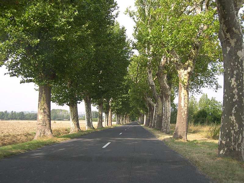 File:RouteDeCampagneFrance3.JPG