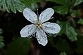 Rubus pedatus