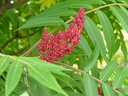 Rūgštusis žagrenis (Rhus typhina)