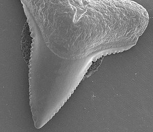 SEM Carcharhinus leucas, 9x (3261812961).jpg