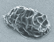SEM image of Milnesium tardigradum in tun (suspended) state