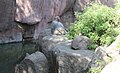 Sacred Babboon at Hyderabad Zoo