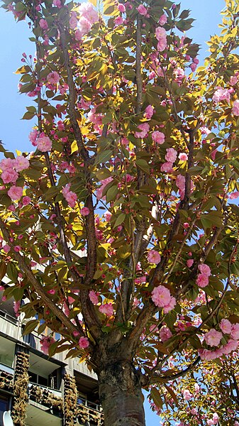 File:Sakura on Moskovyan street, Yerevan.jpg