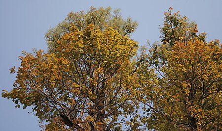 Sal (Shorea robusta)- flowering canopy W Picture 117.jpg