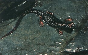 Descrizione dell'immagine Salamandrina perspicillata01.jpg.