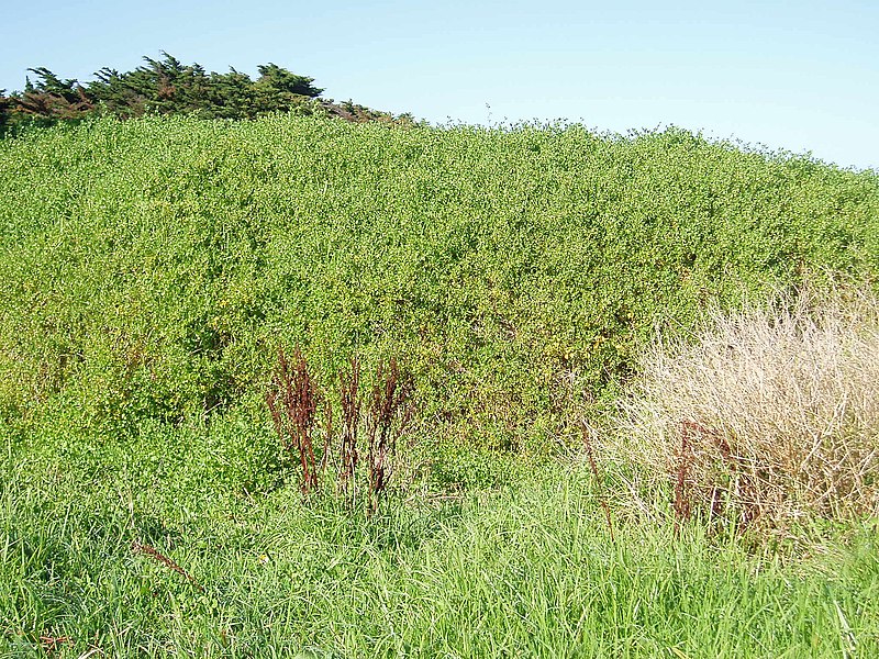 File:Salpichroa origanifolia (Lam.) Baill. (AM AK289834-3).jpg