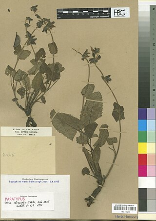 <i>Salvia schizocalyx</i> Species of flowering plant