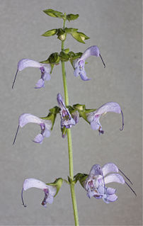 <i>Salvia miltiorrhiza</i> Species of flowering plant