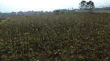 Sambankulam Vegetable Garden