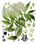 Sambucus nigra — Бузина чёрная