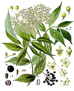 "Köhler's Medizinal-Pflanzen": Must leeder Sambucus nigra