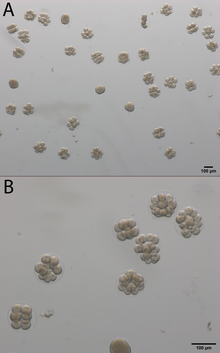 Fertilized and unfertilized eggs of sand dollars, Dendraster excentricus Sand dollar embryos.png