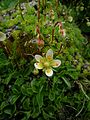 Saxifraga bryoides. 
 JPG