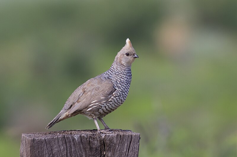 File:Scaled Quail Rodeo NM 2015-07-18at10-05-182 (47018406564).jpg