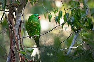 <span class="mw-page-title-main">Scaly-breasted lorikeet</span> Species of bird