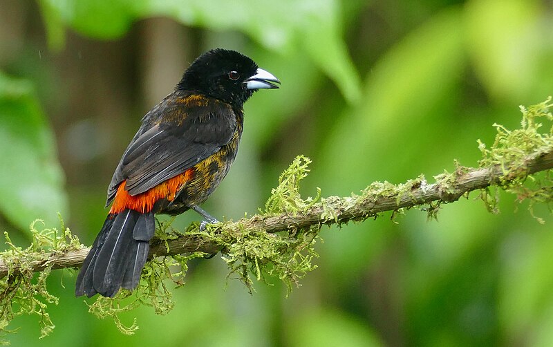 File:Scarlet-rumped Tanager (Ramphocelus passerinii) immature male ... (52397424736).jpg