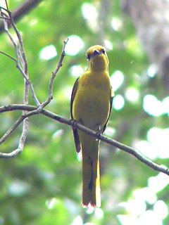 Minivet Genus of birds