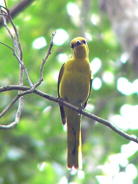 Огненнобрюхий длиннохвостый личинкоед (Pericrocotus flammeus)