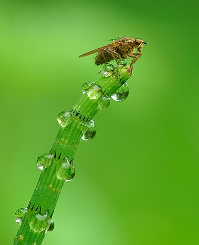 Навозница рыжая (Scatophaga stercoraria) сидит на молодом побеге хвоща (Equisetum), покрытом росой