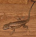 Thumbnail for Sagebrush lizard